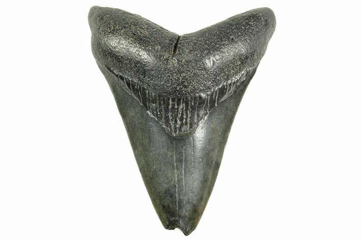 Fossil Megalodon Tooth - South Carolina #365782